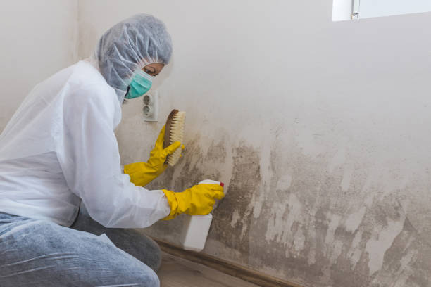 Best Emergency Mold Remediation in Cranston, RI