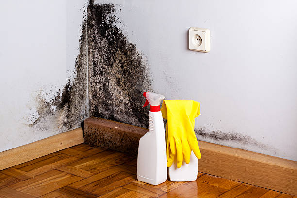Best Commercial Mold Remediation in Cranston, RI