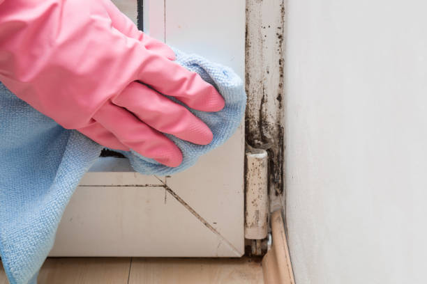 Best Attic Mold Remediation in Cranston, RI